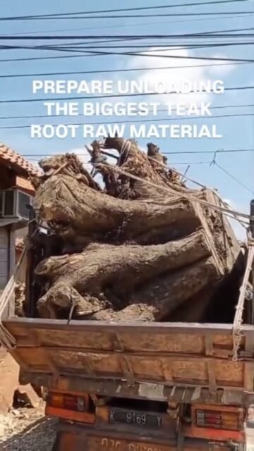 READY STOCK ALERT! 🌳

Premium Teak Root Raw Material is now available at Dafeno Furniture warehouse.

Solid, cleaned, and ready for production. Perfect for live edge dining tables, consoles, coffee tables, and custom projects.

Wholesale & Retail - Worldwide Shipping.
---
📲 WhatsApp: +62 823 4226 6952
🌐 www.dafenofurniture.com
 
#dafenofurniture #furniturejepara #teakrootfurniture #akarjati #jeparafurniture